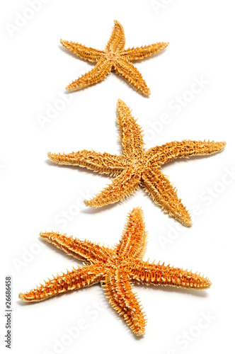 starfishes