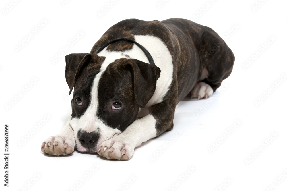 American Staffordshire Terrier