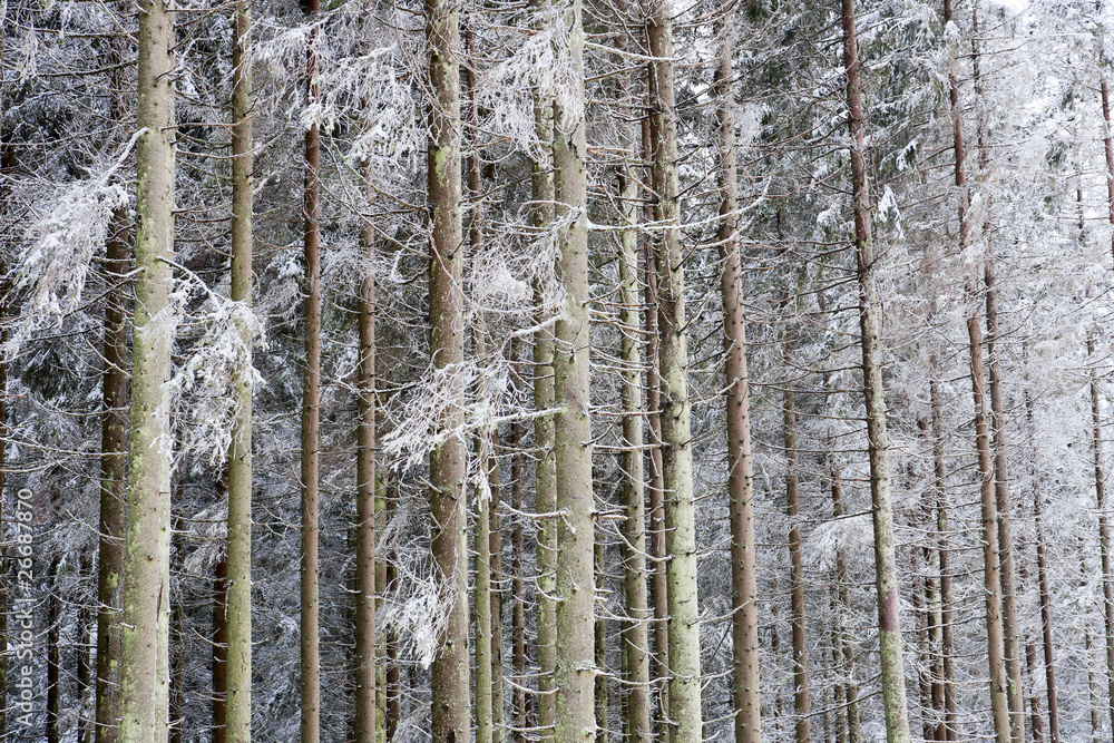 Spruce tree Spruce tree