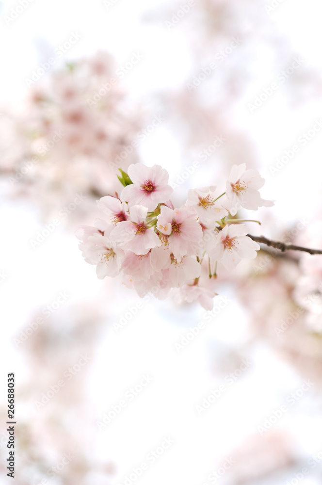 桜 2 桜 2