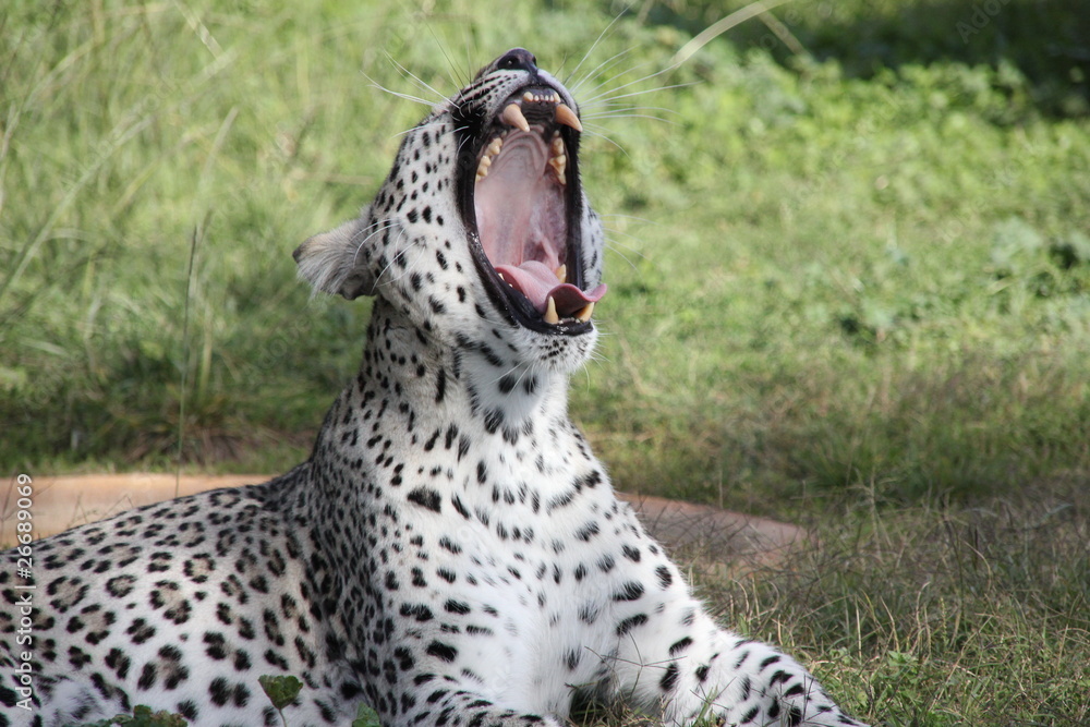 Fototapeta premium coup de gueule