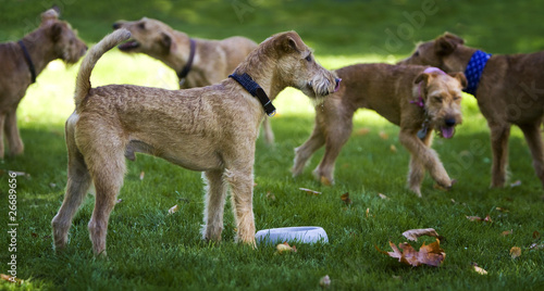 Quadro su tela Rudel Irish Terrier