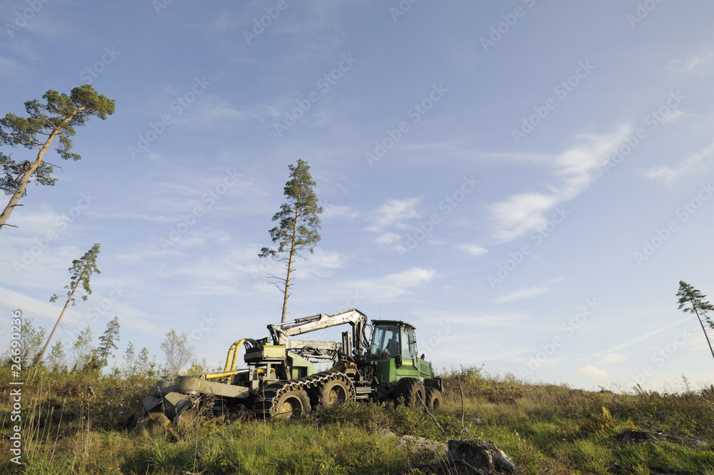 Fototapeta premium forest clearing landscape