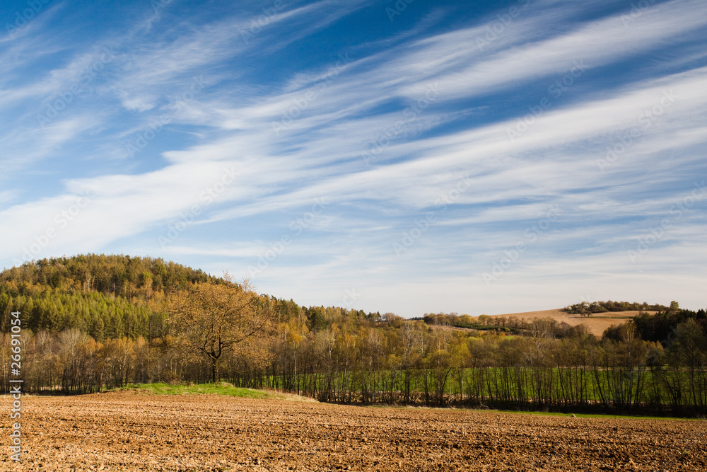 Tree on the field on the hills