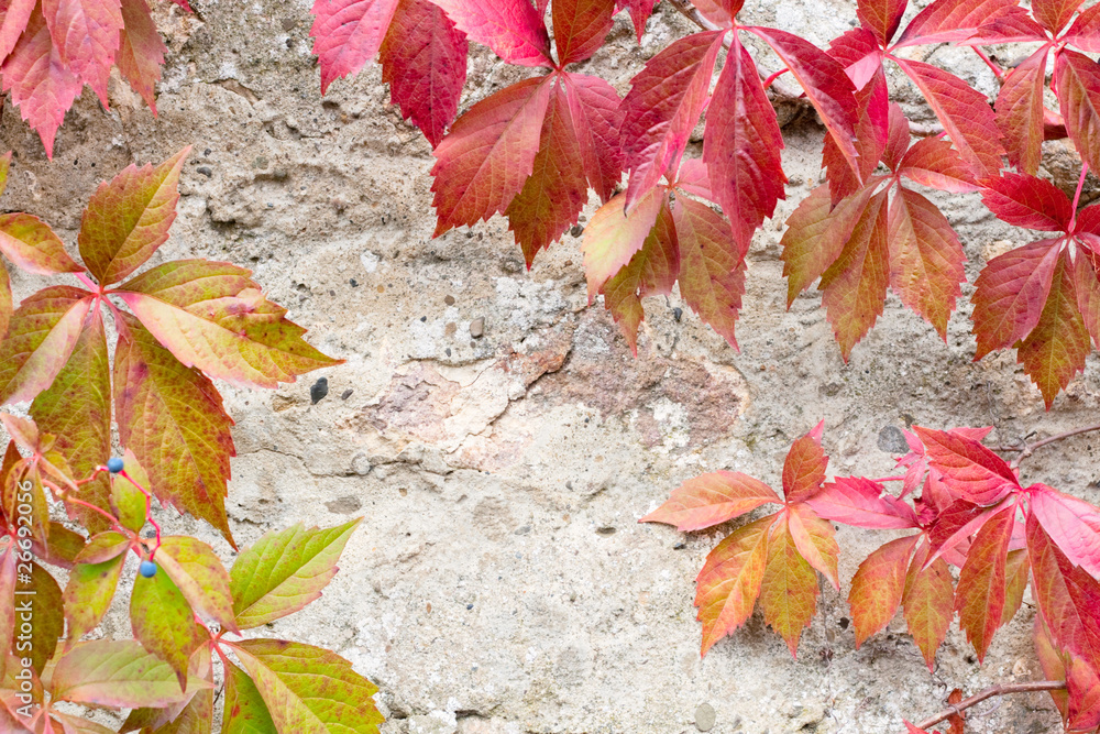 Close-up of a red ivy leaves on grey stone background Close-up of a red ivy leaves on grey stone background