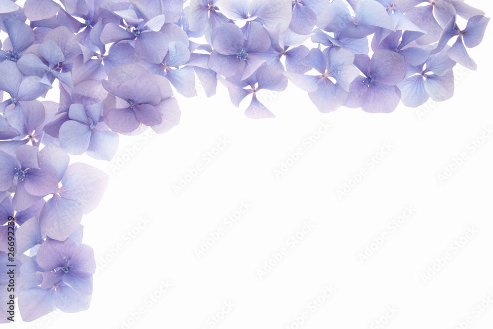 petal frame border petal frame border