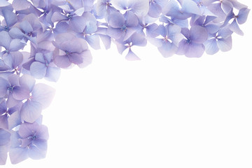 petal frame border