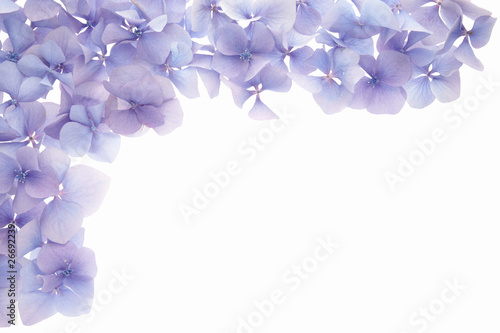 petal frame border