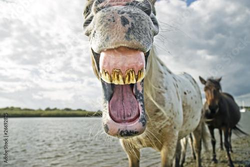 An appaloosa horse yawning and showing teeth.