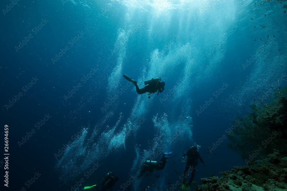 Fototapeta premium fish and ocean