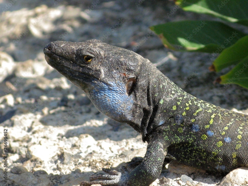 Obraz premium Tenerife Lizard