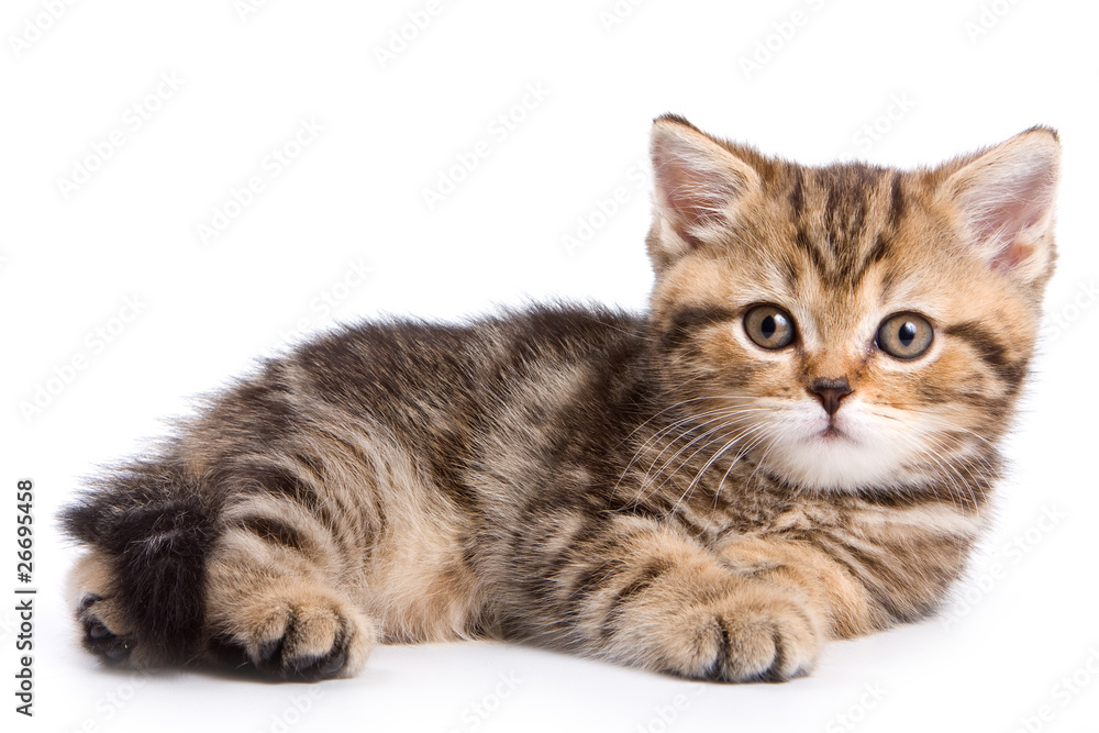 British kittens on white backgrounds