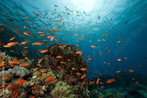 Fototapeta Naklejka Na Ścianę i Meble -  underwater scenery at Yolanda reef