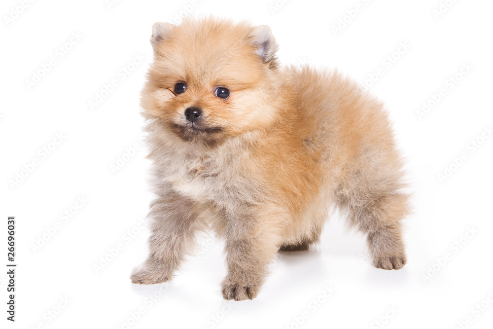 Obraz premium Spitz puppy isolated on white
