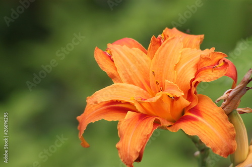 Fototapeta Naklejka Na Ścianę i Meble -  Lys Oriental