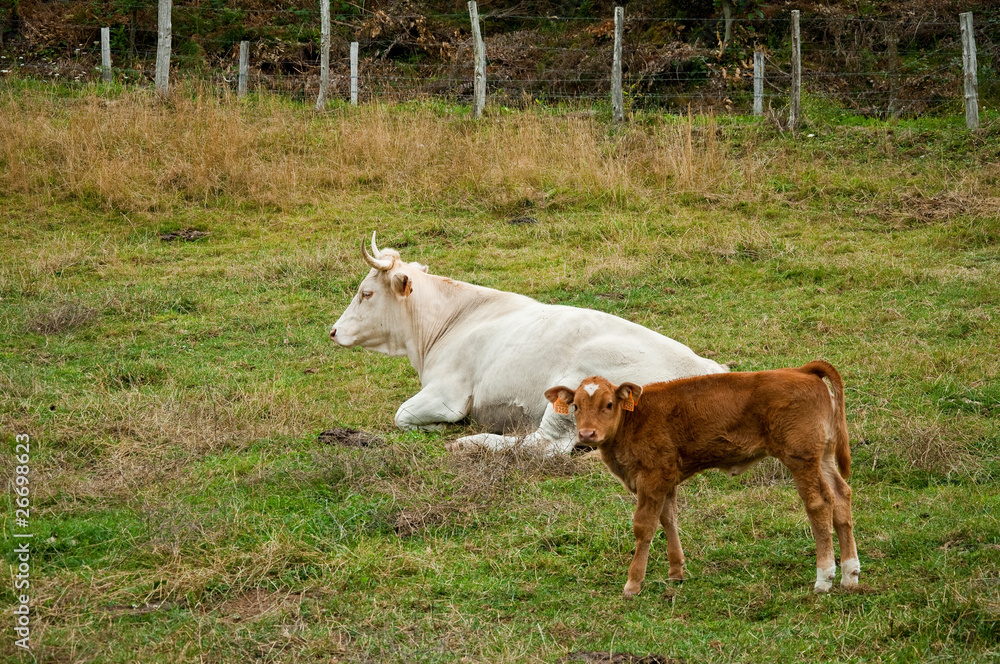 Vaca y ternera