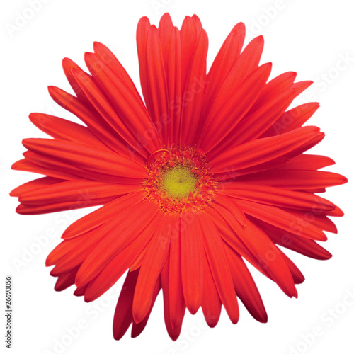 Red Gerber Daisy Isolated Macro Closeup