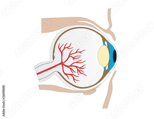 Vector structure of an eye of the person