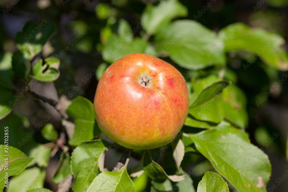 apple apple