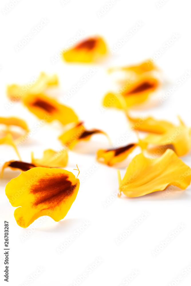 Fototapeta premium marigold flowers petals