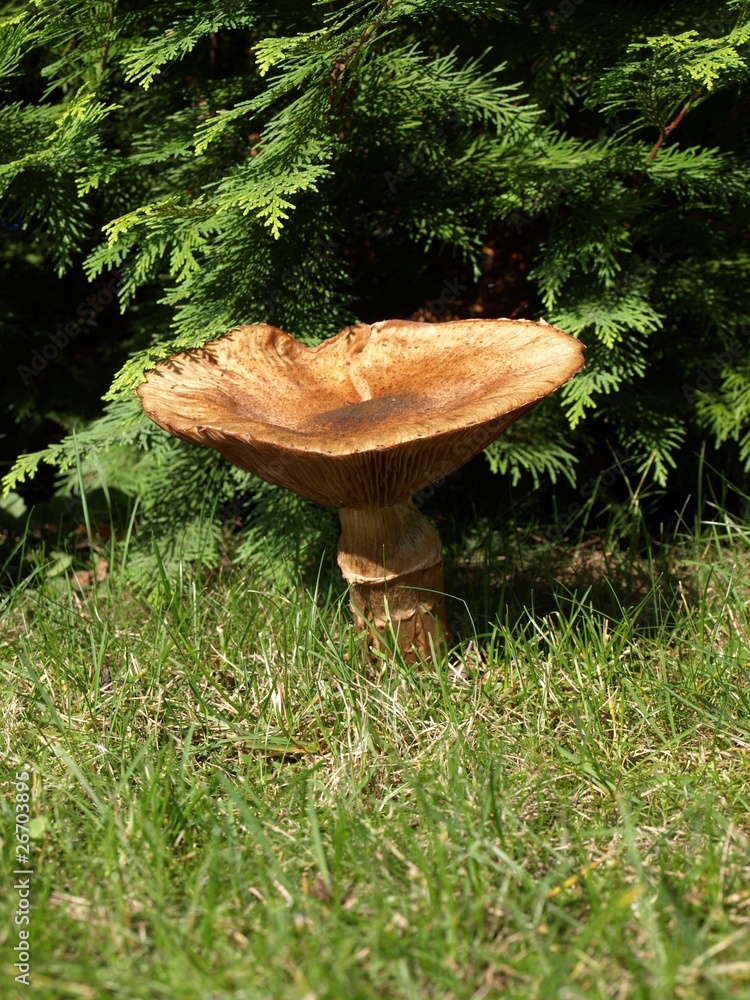 Fototapeta premium Pfifferling - Pilz - Garten