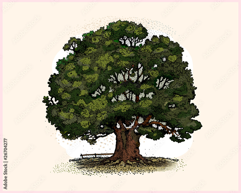 Fototapeta premium Oak