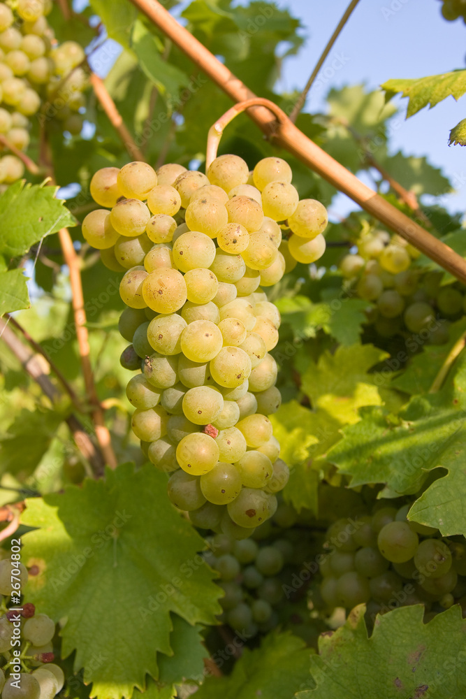 bunch of ripe grapes on grapevine right before harvest bunch of ripe grapes on grapevine right before harvest