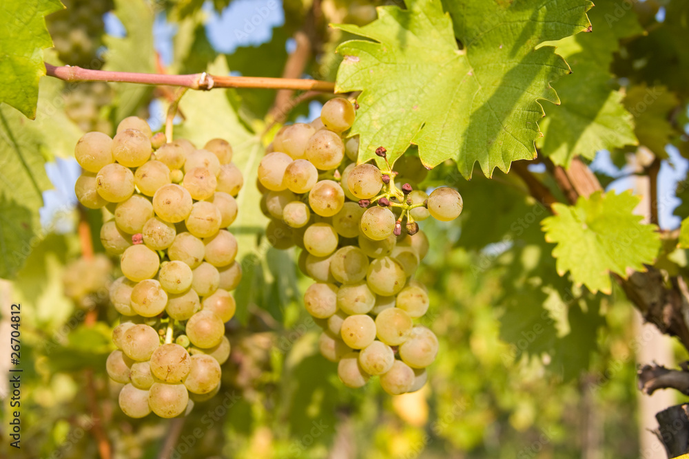 bunch of ripe grapes on grapevine right before harvest bunch of ripe grapes on grapevine right before harvest
