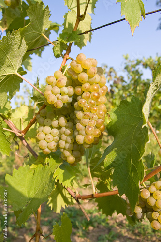 Wallpaper Mural bunch of ripe grapes on grapevine right before harvest Torontodigital.ca