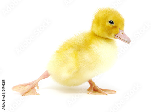 yellow duck Fototapeta