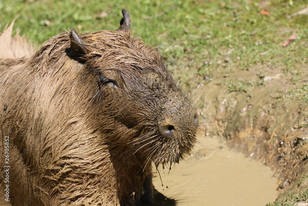 Obraz premium Wasserschwein im Schlammbad