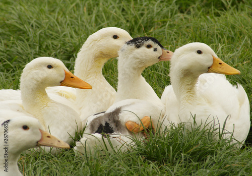 Eine Gruppe von Enten ruht auf einer Wiese photo