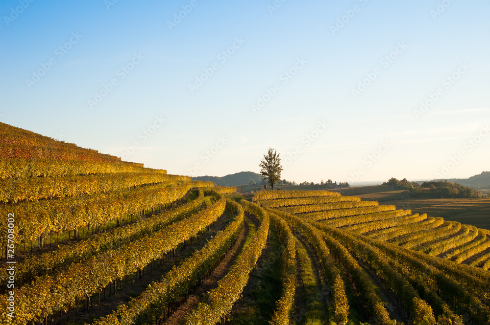 Autumn vineyard landscape in Italy