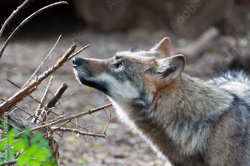 Junger Wolf photo