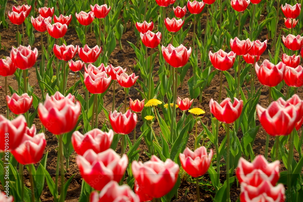 Obraz premium Yellow dandelions among red tulips