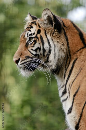 Fototapeta Naklejka Na Ścianę i Meble -  Sumatran Tiger