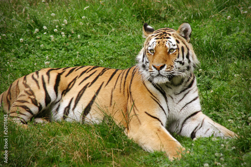 Sibirischer Tiger