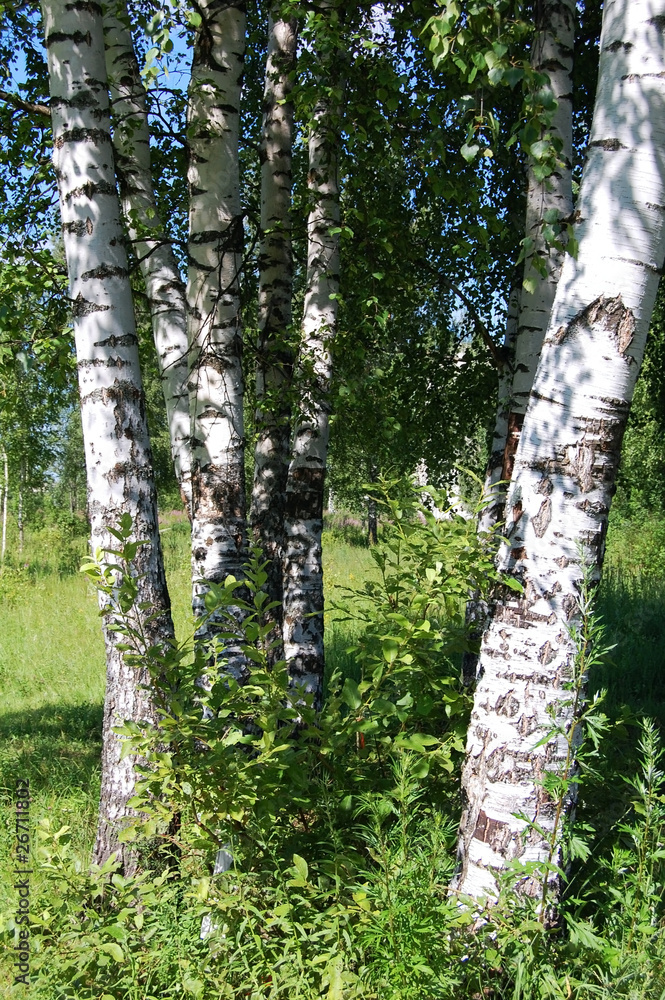 Fototapeta premium birchwood