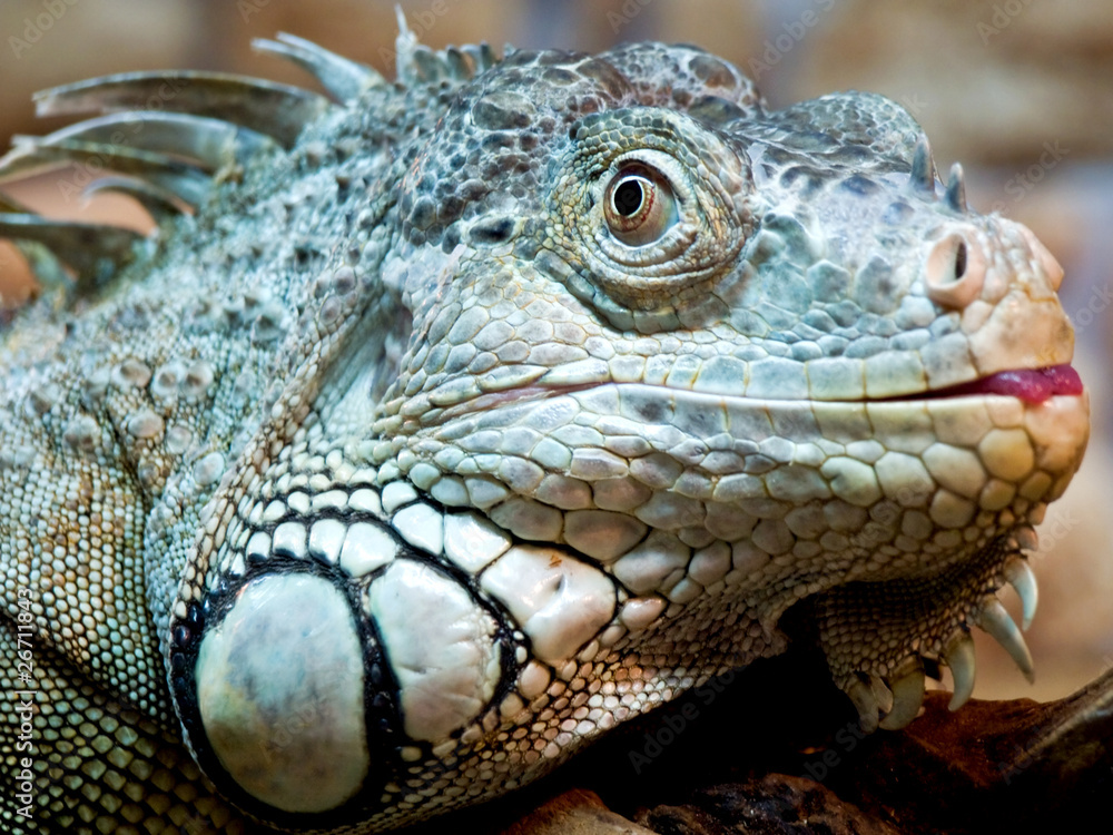 Iguana Iguana