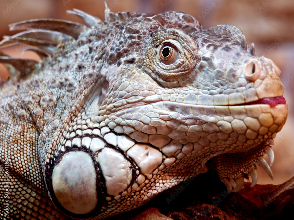 Iguana Iguana