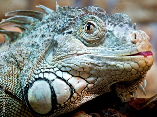 Canvas Print Iguana