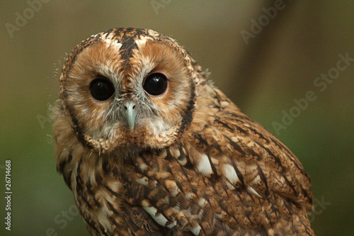 Foto tawny owl 9299