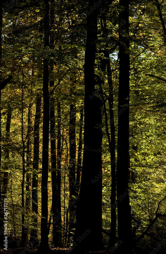 Obraz premium Buczyna jesienią