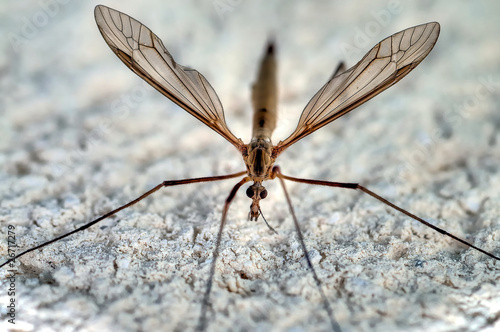 Moustique tipula