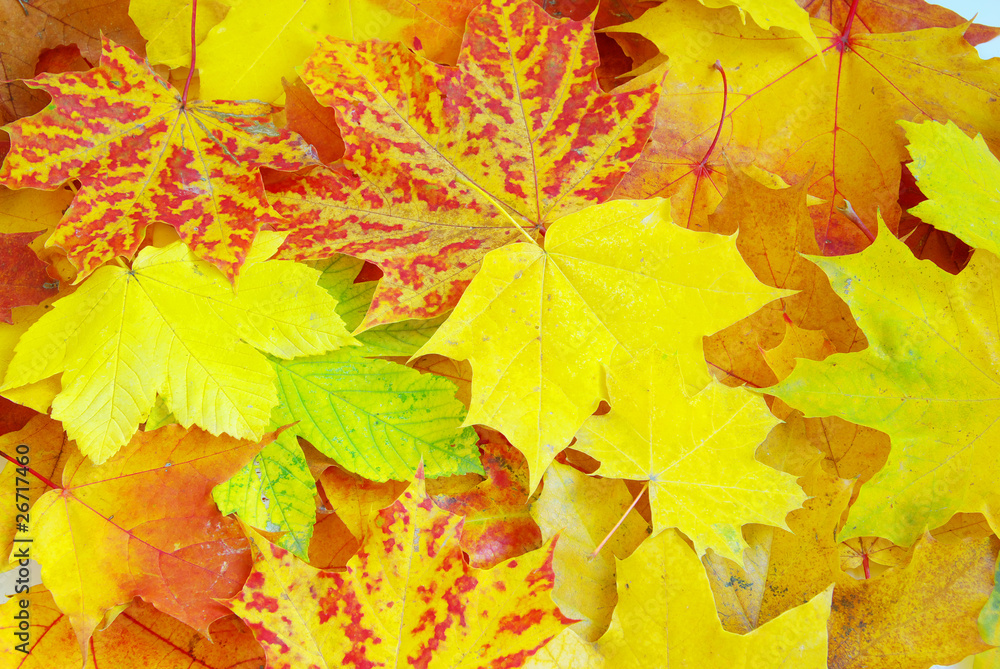 leaf as background leaf as background