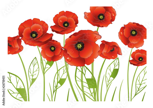 Mohn, Mohnblumen, Hintergrund, background, flora, poppy