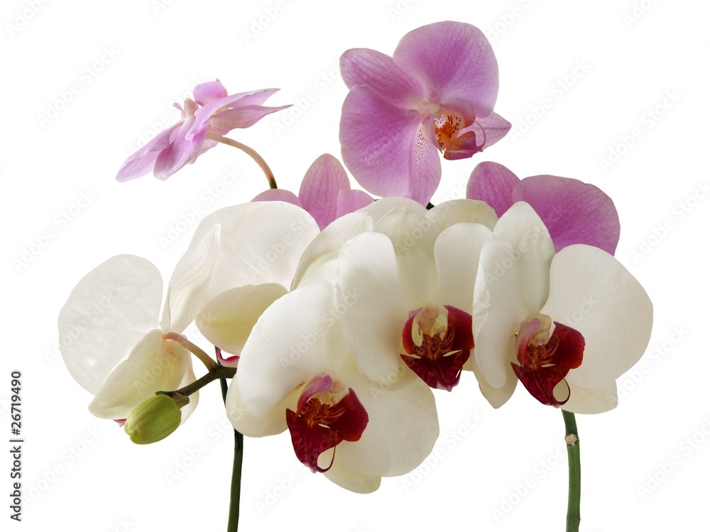 Obraz premium orchids