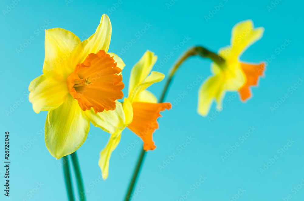 bouquet of yellow narcissus