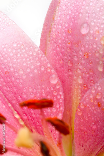 Fototapeta Naklejka Na Ścianę i Meble -  Rosa Lilien mit Wassertropfen