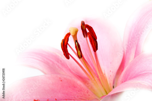 Fototapeta Naklejka Na Ścianę i Meble -  Rosa Lilien